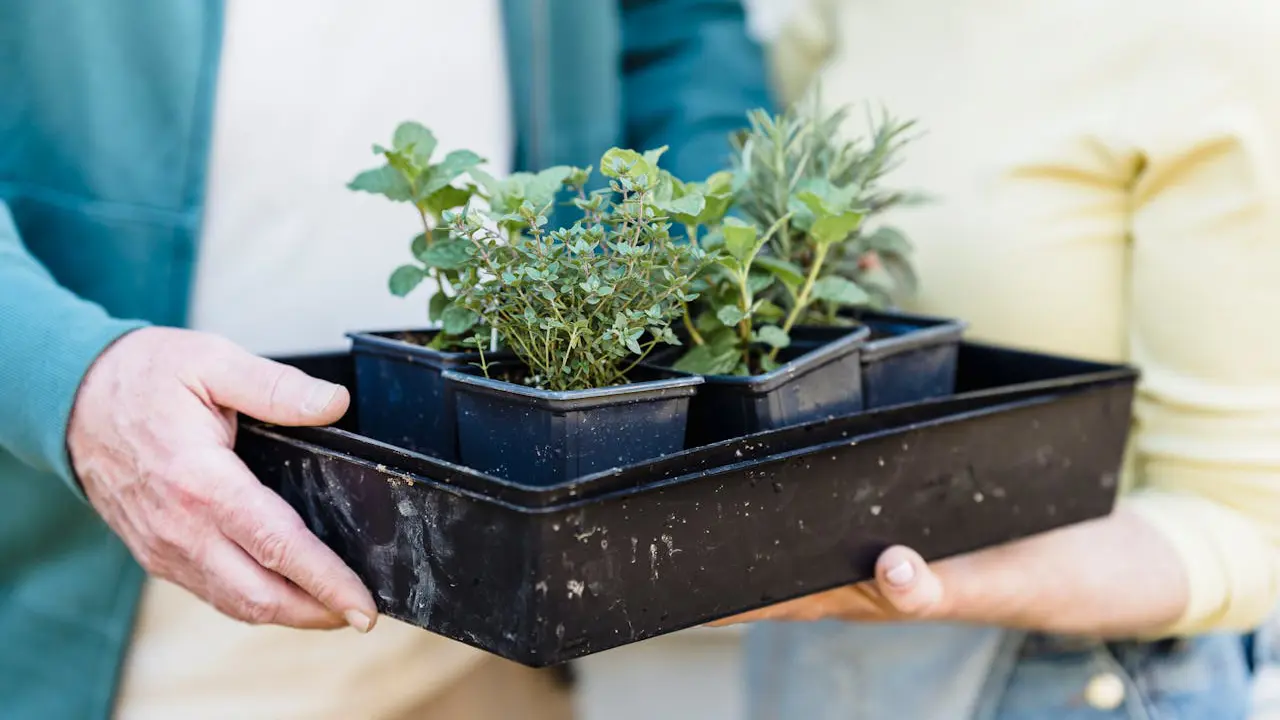 Community Gardens